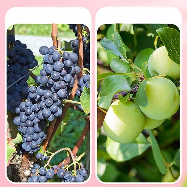 Sour and Sweet Plum Mixed with Grapes150g CannedDried PrunesPreserved PlumsChinese Healthy Candied FruitPlum CakesDelicious Casual Candy SnacksDim SumDried FruitsVegan Snack Gift (3can)