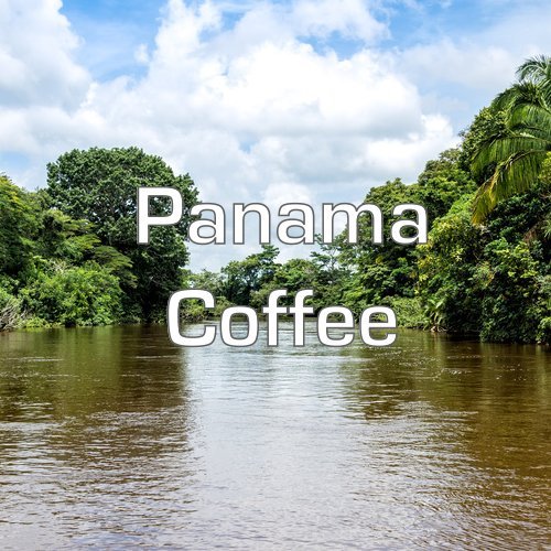 Panama Coffee Boquete Region Whole Bean Fresh Roasted 16-ounce