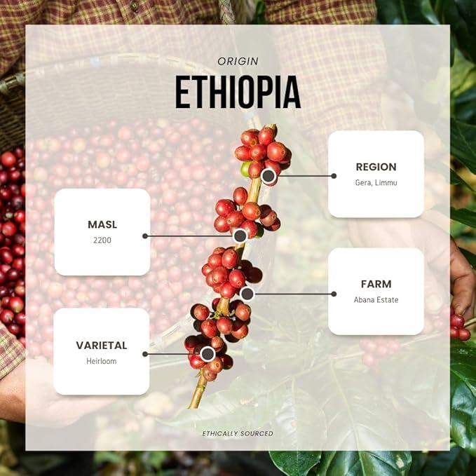 Reborn Coffee Specialty Whole Bean Coffee Medium Roast 12 Ounce Ethiopia Abana Estate Sulladjah Flavor Notes of Chamomile Pomegranate Peach and Sweet Finish