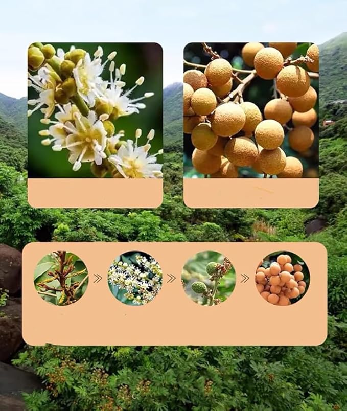 Natural Dried Longan Fruit No Sugar Added 17.64 Oz Premium Selected