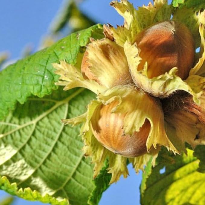 Natural Giresun Plump Hazelnut Oil 100% Cold Pressed Organic Additive-Free Authentic Turkish Product (GİRESUN FINDIK YAĞI) 250 ml / 845 fl oz
