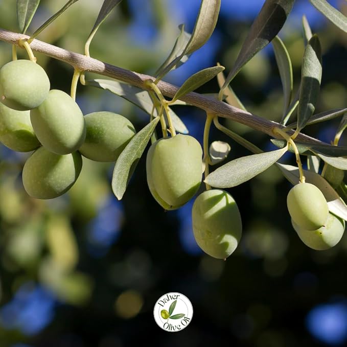 Daher Olive Oil - 33.8 FL OZ - Premium Organic Extra Virgin - Cold Pressed - Southern Lebanon Region - Low acidity rich in polyphenols for gourmet cuisine