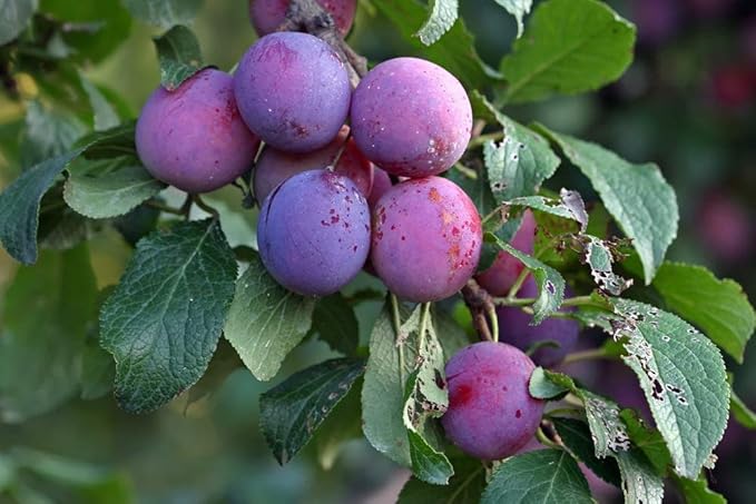 Food to Live Pitted Prunes 15 Pounds – Whole Dried Plums Unsulfured Unsweetened Non-Infused Non-Irradiated Kosher Vegan Raw Bulk