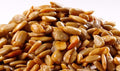SUNFLOWER SEEDS ROASTED NO SALT- 24.948lb