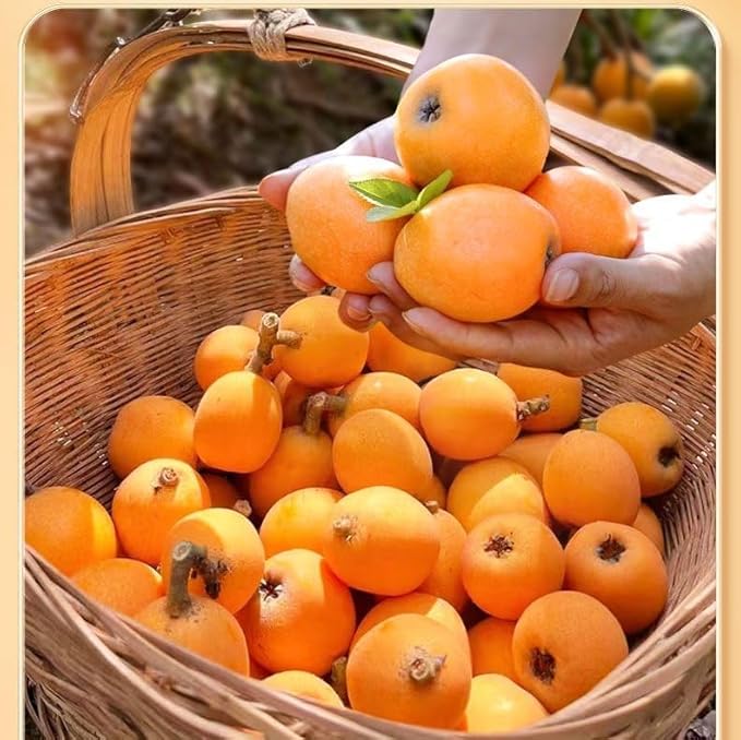 Bamboo Salt Loquat DriedRock Sugar KumquatPreserved FruitDried FruitsFresh Vegetables FruitsLeisure FoodNatural Healthy SnackDelicious Chinese Snack Gifts (Loquat500g)