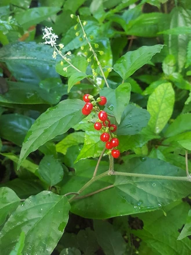 Jamaican Dog Blood Herb (Fertility Bush) Rivina Humilis (Powder)