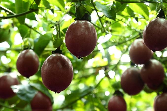 Naturally Delicious Dried Passion Fruit Maracuja 8-oz Bags No Added Chemicals No Added Colorings No Preservatives Made in Vietnam from fully mature fruits (8 oz)…