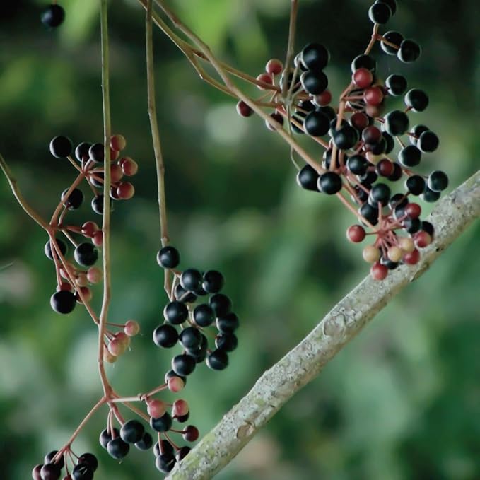Certified USDA - 100% Organic Dried Elderberries - 1lb Bulk - Non-Irradiated Non-GMO Wild Harvest Whole Black Elderberry Immune Support - Raw Vegan Sambucus 1 Pound