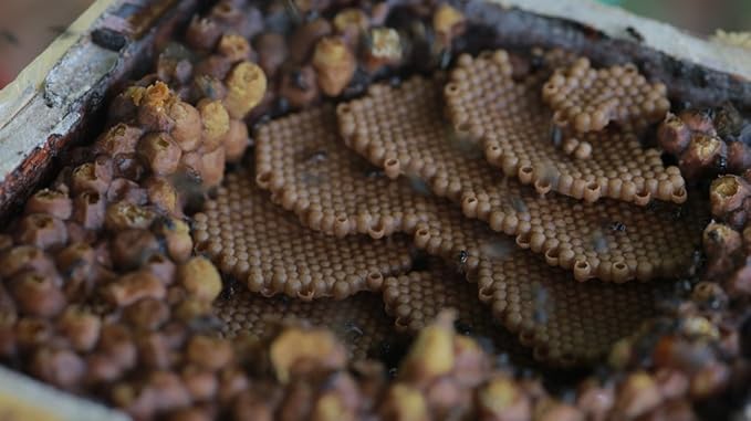 Pili Hunters - Kiwot Stingless Bee Honey Delicious Premium Sweet and Sour Wild Harvested Raw Honey Fermented All Natural Non-GMO Rainforest Superfood (4 oz. Jar)