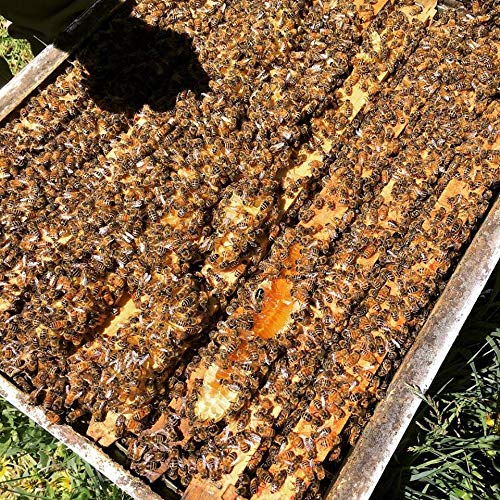 Tasmanian Honey Company Tasmanian | Christmas Bush | 350g | Unfiltered | Raw | Unheated | Hand-Crafted | Product of Australia | Iconic Metal Can |