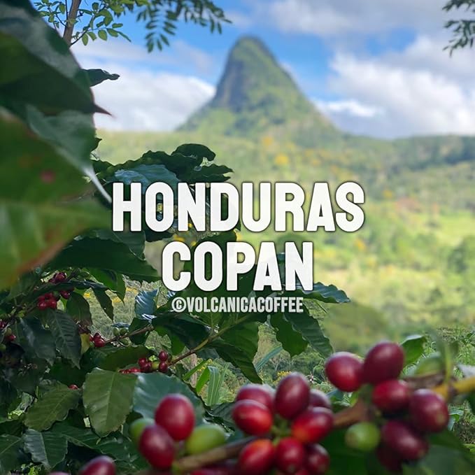 Honduras Coffee Copan Region Whole Bean Fresh Roasted 16-ounce