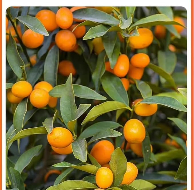 Instant Rock sugar dried kumquatSweet and Sour Kumquat candied fruit 250g/bagGolden OrangeSnow OrangeHealthy and Nutritious Dried FruitdessertsFruit teaDim sumvegetarian (1000g)