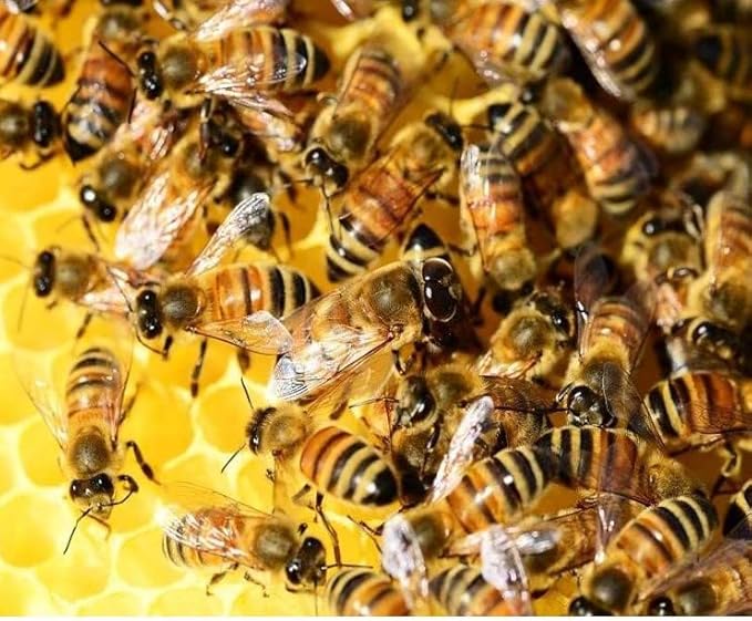 Monte do Salgueirinho Honey of Portugal 1100 G /38.8 OZ