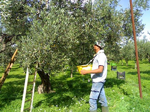 Italian Olive Oil of the Month Club Membership (3 Month)