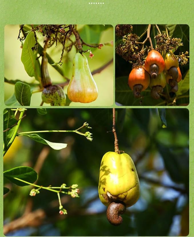 Crispy Purple Skinned Cashew Nut 500g/Can Dried Cashew Nut Nuts and Dried Fruits Family Snack Snacks Festival Gifts Afternoon Tea Desserts Healthy Snacks Nutritious Breakfast (2 Cans)