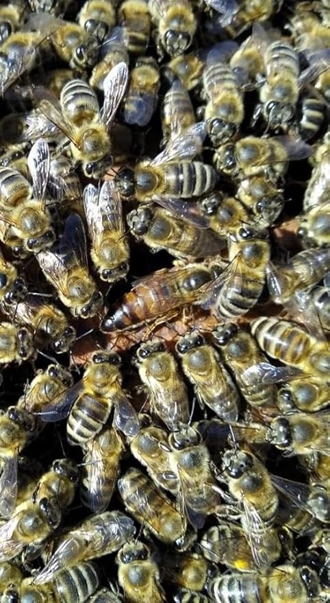 Laconic Foods | Wild Forest Honey | Raw Greek Honeydew Honey from Pine Oak Chestnut Trees &amp Wild Flowers | 315g