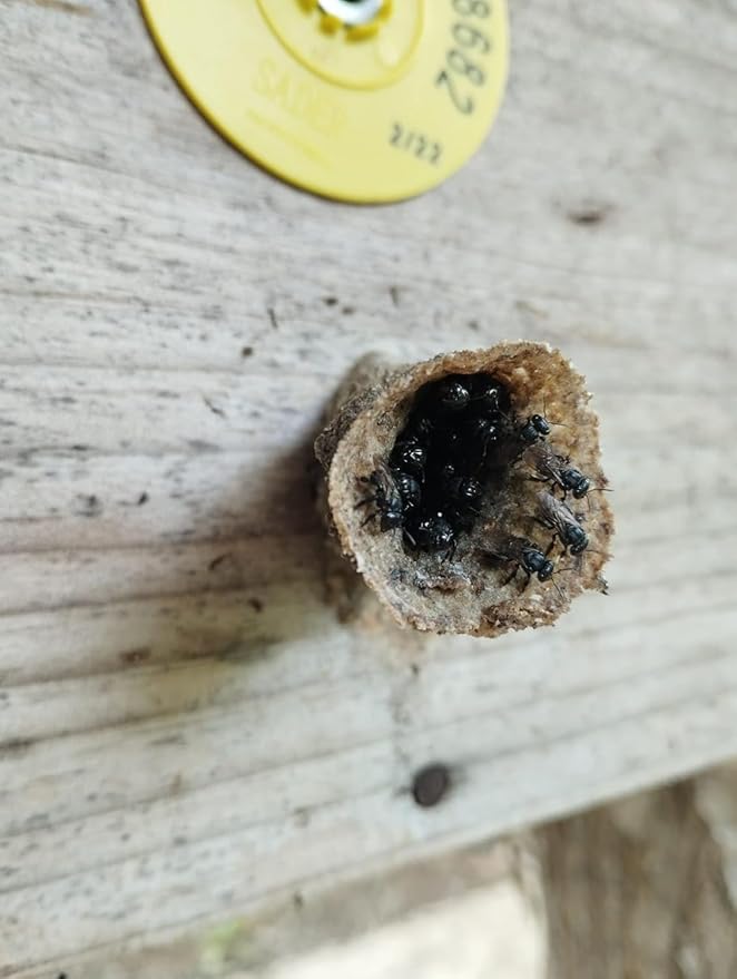 Pure Raw Melipona Honey – 20ml Dropper | Stingless Bee Honey from Nahua &amp Totonac Communities | Unfiltered Natural Limited Harvest