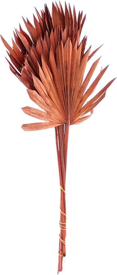 Decorative Dried Palm Sun Spears l Dried Palm Leaves l Natural Palm Fan l Dried Flowers Arrangement for Home Decor (16-19in Tall 4-5 Stems/Bunch) (Cooper Color 10'' Wide)