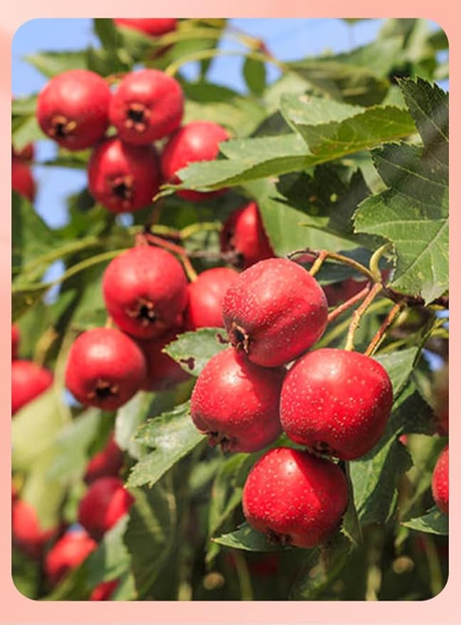 Core Free Hawthorn Fruit Balls80g/Bag Dried Fruit Preserves Hollow Hawthorn Office Fruit Snacks Family Health Snacks Gifts Afternoon Tea Dim Sum Desserts Chinese Food (5 Bags)