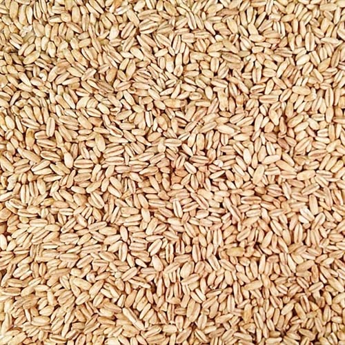 Grain Place Foods | Toasted Oat Groats | Organic Non-GMO | Kosher | 25 lb Bag