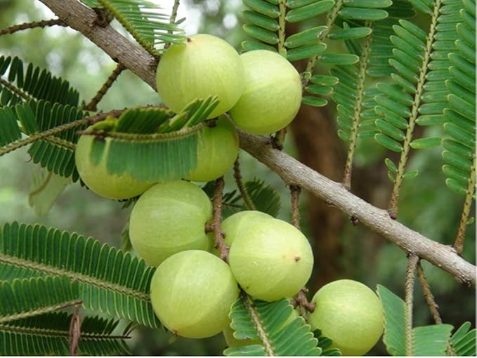 2x150 g Dried Fruit Indian Gooseberry Tamarind Preserved Sweet Sour Emblica