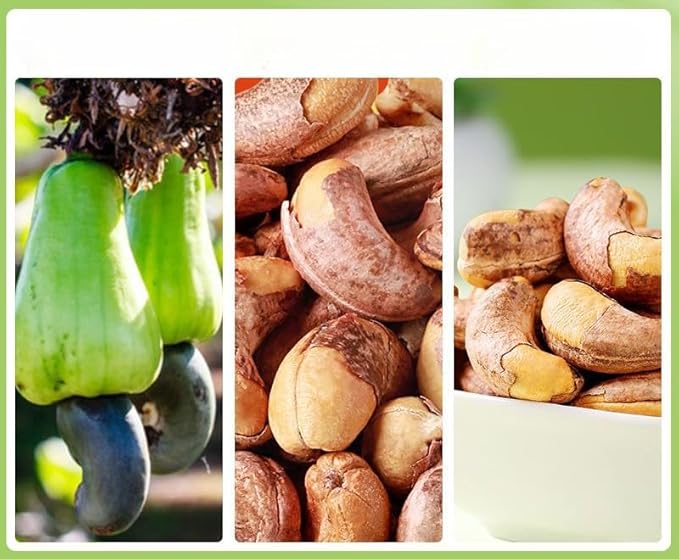 Crispy Purple Skinned Cashew Nut 500g/Can Dried Cashew Nut Nuts and Dried Fruits Family Snack Snacks Festival Gifts Afternoon Tea Desserts Healthy Snacks Nutritious Breakfast (2 Cans)
