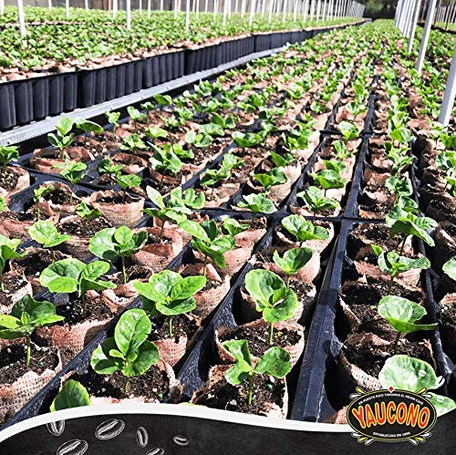 Yaucono Dark Roast Whole Bean Coffee Puerto Rico 100% Arabica 2 Pound (Pack of 1)
