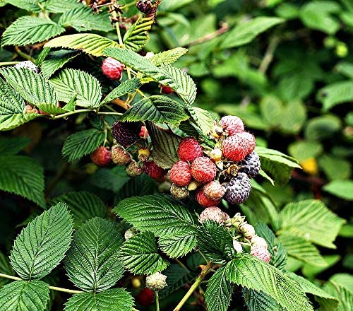 Certified Organic Raspberry Leaf Cut &amp Sifted by Herb Co 100% Natural for Herbal Tea &amp Skincare Kosher 1/4 lb