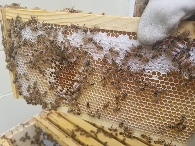 Manuka Honey &amp Raw Honey Allergy Blend - Honey Badgers Bee Farm