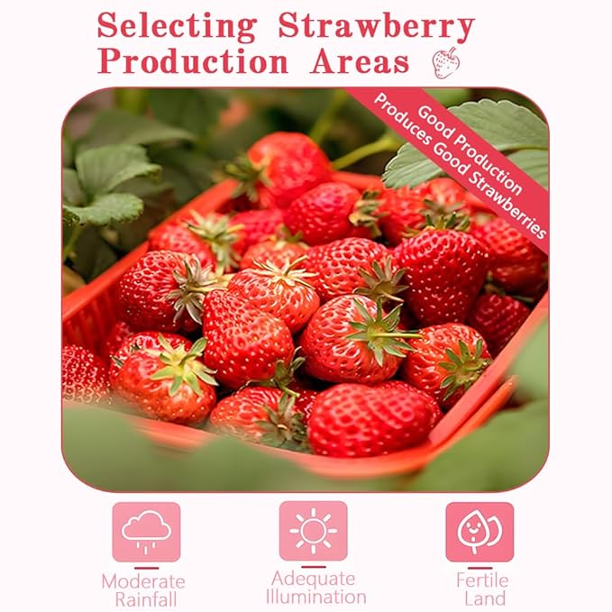 Freeze-Dried Strawberry Slices - 10.6oz (300g) | 100% Natural Fruit | Crunchy Snack for Smoothies Baking &amp Desserts | Vegan Non-GMO