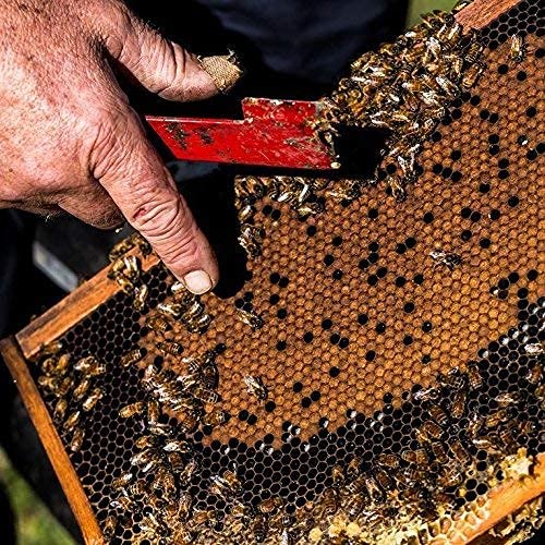 Tasmanian Honey Company Tasmanian | Meadow Honey | 350g | Unfiltered | Raw | Bio-Active Compounds | Product of Australia | Iconic Metal Can |