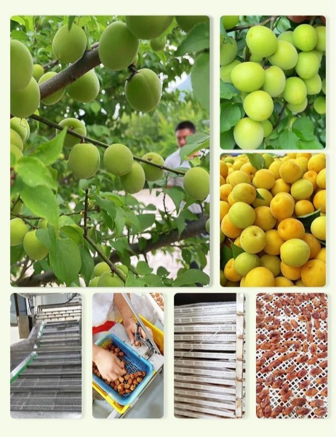 【 Soft Glutinous Sweet and Sour 】 Seedless Grape Dried Plums 500g/Can Instant Dried Fruit Candied Snacks Healthy Snacks Casual Snacks Afternoon Tea Desserts Pure Leisure Food (3 Cans)