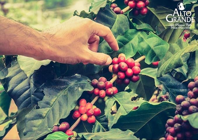 Alto Grande Super Premium Coffee Ground Single Origin Puerto Rico 8.8 Ounce Canister (Pack of 2)