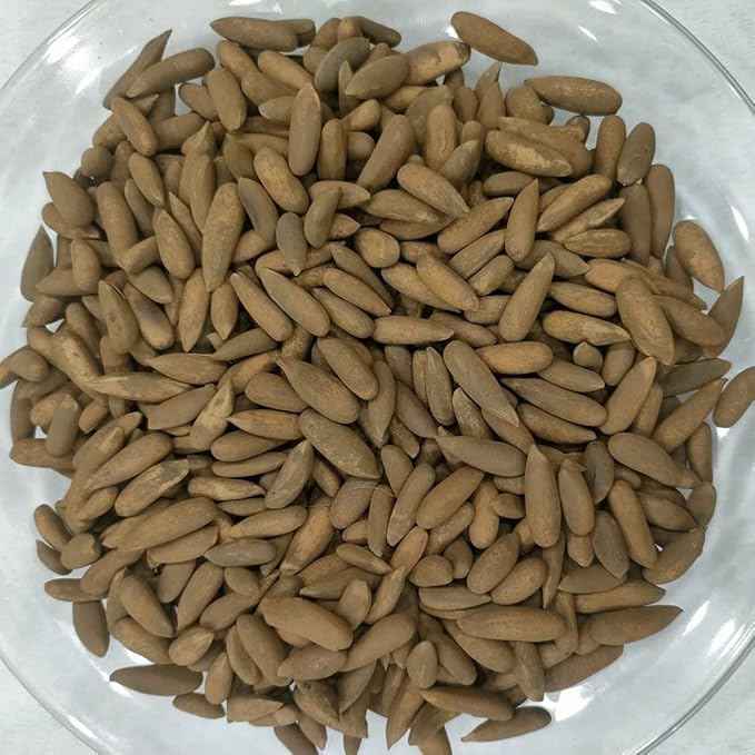 Pine Nuts In Shells Chilgoza Fresh Crops Pine Nuts In Shells - Fresh Crops Bulk Deal Afghan pine nuts 1000 GRAM