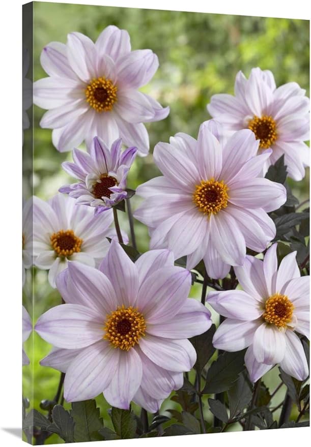 24 x 36 in. Dahlia Bishop of Leicester Variety Flowers Art Print - Visionspictures