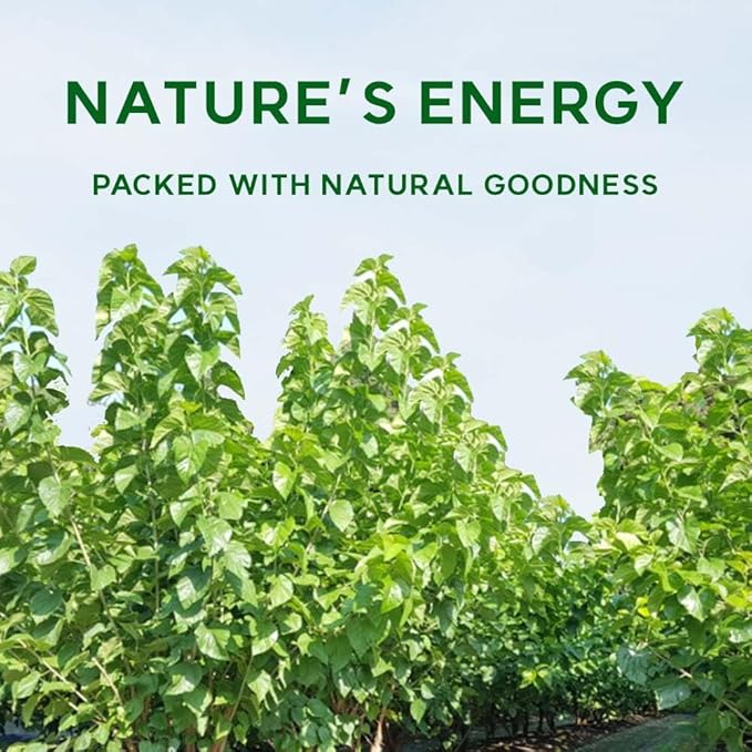 Korean Mulberry Leaf Powder– 100% Pure Dried from Korea Herbal Ingredient for Tea Natural Plant-Based Powder 뽕잎가루 (10.6 oz (300g) Mulberry Leaf)