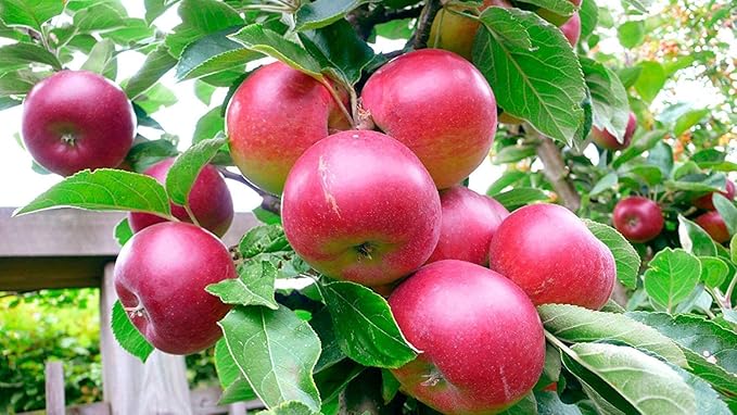Food to Live Organic Dried Apple Rings 10 Pounds — Non-GMO Kosher Raw Vegan Unsulfured Sirtfood Bulk