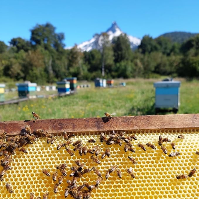 Ulmo Honey - More Powerful than Manuka | &amp Smoother Tasting - 12oz