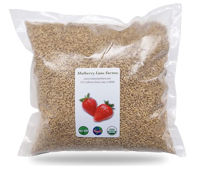 Whole Oats 5 Pounds Hulled Groats USDA Certified Organic Non-GMO Bulk Mulberry Lane Farms