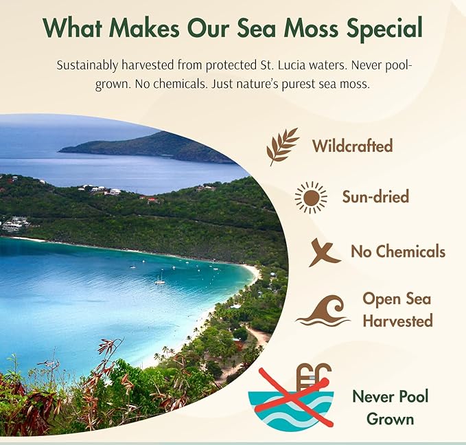 Purple Sea Moss Wildcrafted Raw Seamoss from St. Lucia Sun-Dried True Mineral-Rich Superfood Makes 160+ oz of Sea Moss Gel 100% Natural Vegan Non-GMO 8 oz bulk package