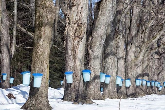 CANADA TRUE Pure Maple Syrup(Amber) (3x250ml)