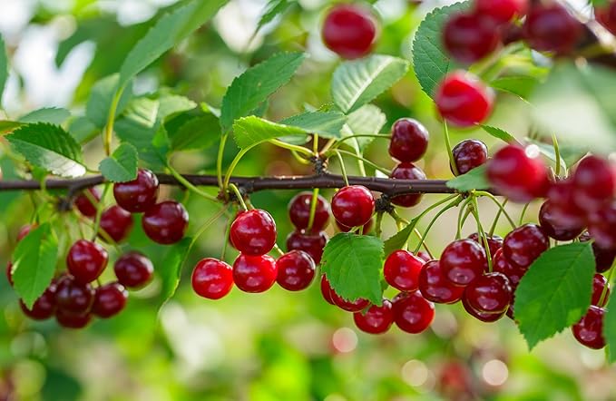 Premium Dried Red Tart Cherries (Three 1 lb bags)