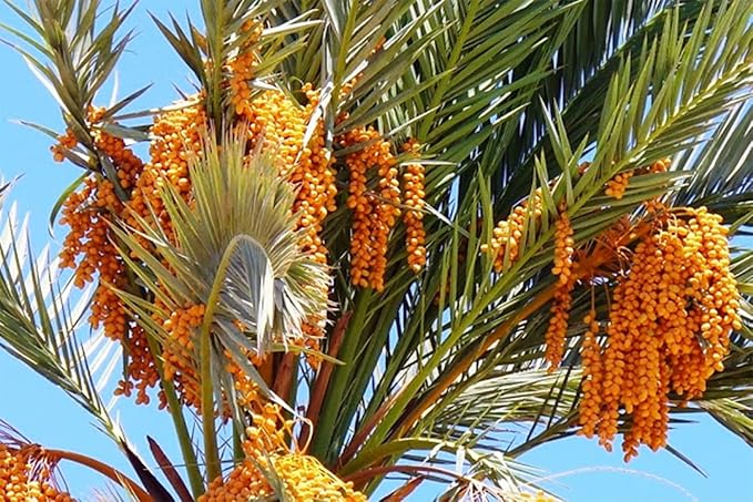 California MEDJOOL DATES Fresh Harvest Recloslable Bags Naturally Grown in California (6 LB)