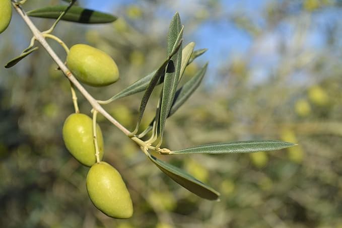 Casas De Hualdo Cornicabra Extra Virgin Olive Oil Imported From Spain (250 ML Pack of 6)