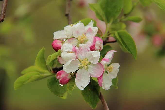 Pennsylvania Apple Blossom Honey by Welsh Mountain Apiaries Raw and Unfiltered 16 Ounce Jar (Pack of 3)