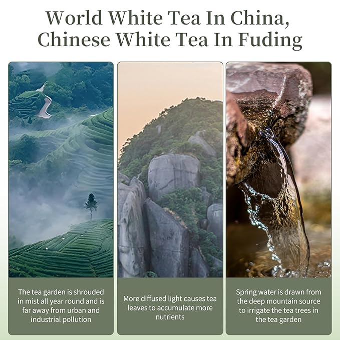XIXICHA Shoumei White Tea Cake 300g/10.6oz Chinese Tea Fuding White Tea Aged 2017 Old Shou Mei Tea Beautiful Gift Packaging （240 cups）白茶 寿眉老白茶 茶饼 福鼎白茶