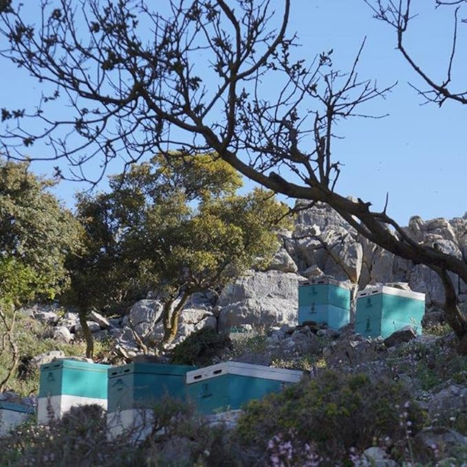 Ikaria Greek Pine Wildflower HoneyRaw Unheated Unfiltered and Unpasteurized250g