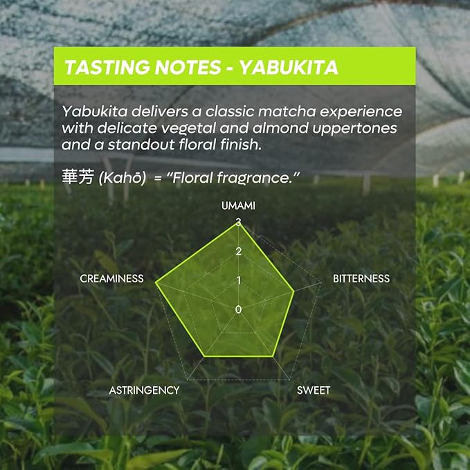 Chazoku Yabukita (35g Tin) - Matcha Green Tea Powder - Single Cultivar - Ceremonial Grade First Harvest - Traditional Japanese Matcha - Stone Milled - Fresh from Yame Japan