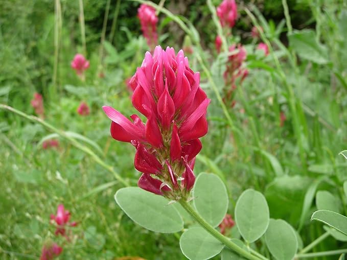 Mieli Thun all natural French Honeysuckle- Honey Sulla - Italy - 8.8 ozs.