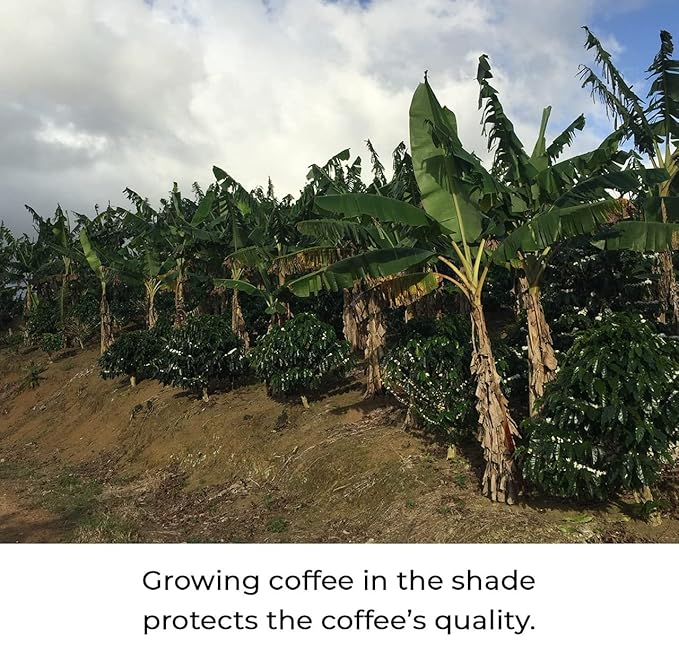 Kilo Coffee - 1 Kilogram Adaptogenic Mushroom Coffee. Whole Fruiting Body: Lions Mane Chaga Reishi Cordyceps. Single Origin from Puerto Rico Low Acid. 2.2lbs